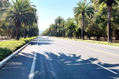 Palm.Dr_