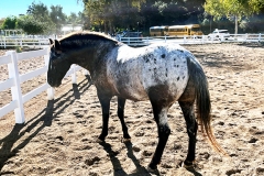 An Appaloosa, Cosmo, at REINS.