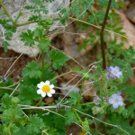 A Desert Star (l) and Wild Heliotrope